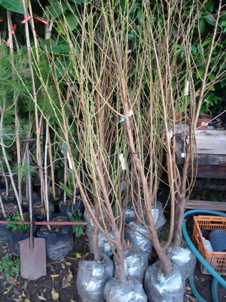 Durazno Chato Blanco - D U L C E 1