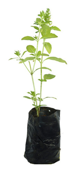 1 Muda De Manjericão  - Alta Qualidade - Planta Condimentos 0 1 Muda De Manjericão  - Alta Qualidade - Planta Condimentos 0