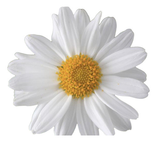 Plantas De Margarita Blanca, Argyranthemum Frutescens 0