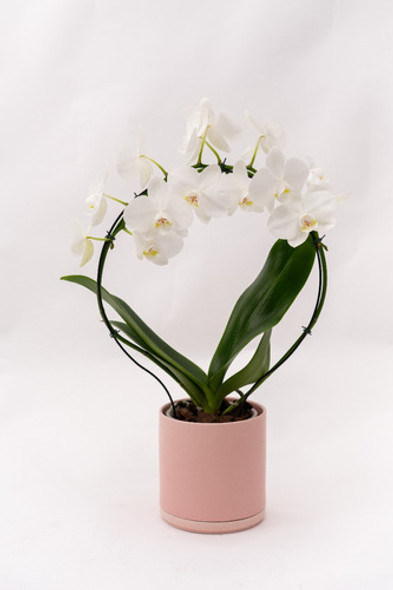 Orquidea Phalaenopsis Circular 1