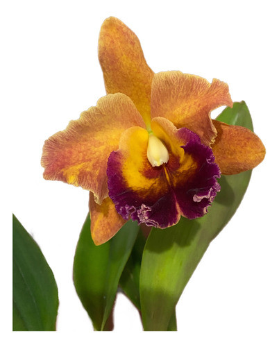 Orquídea Cattleyas Semi Adultas 0