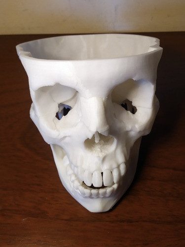 Modelo Anatómico Craneo Prototipo En Plastico 1