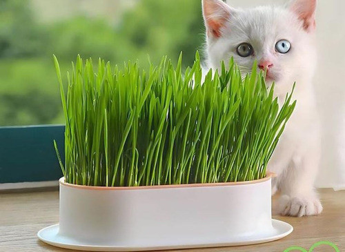 Kit Para Preparar Pasto Para Gatos Con Semillas Y Bandeja 1