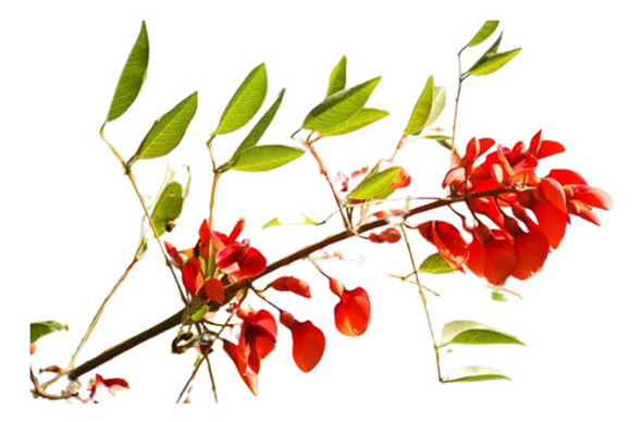Ceibos 0