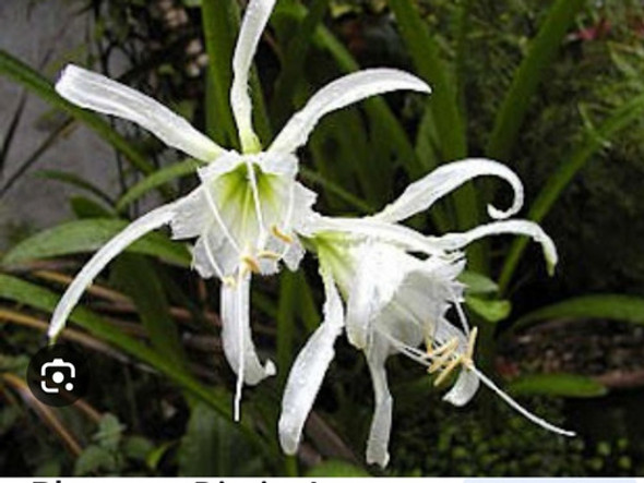 Bulbos Ismene Exótica 0