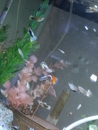 Peces Gupys O Levistes 1