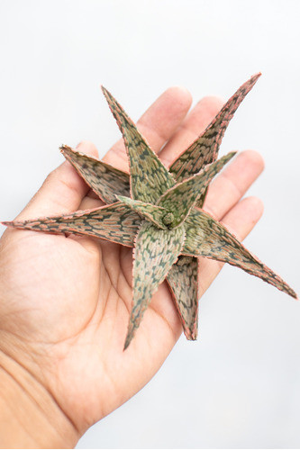 Aloe Pink Blush Suculenta Colección N° 8 0