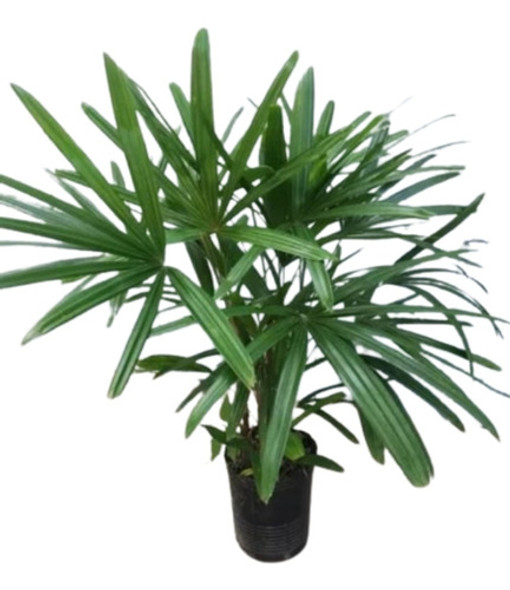 Palmera Raphis 0
