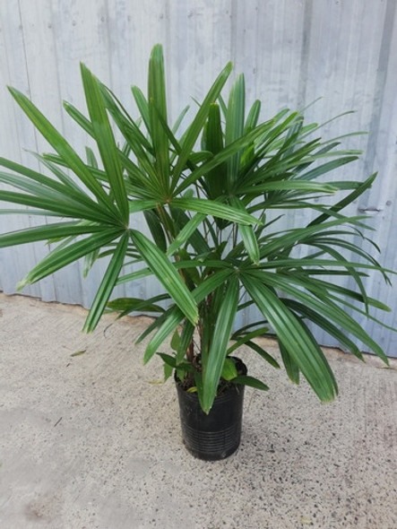 Palmera Raphis 1