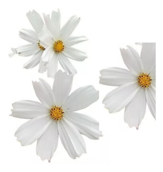 Sementes De Cosmos Branco Purity Flor P/jardim Pasto Apicola 0 Sementes De Cosmos Branco Purity Flor P/jardim Pasto Apicola 0