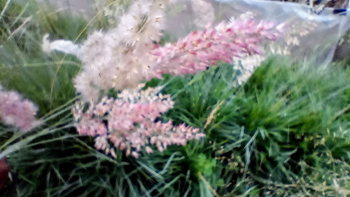 Melinis Savannah, 10 Plantas 1