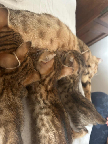 Gatitos Bengals, Primera Línea Ideal Regalo ,reserva 1