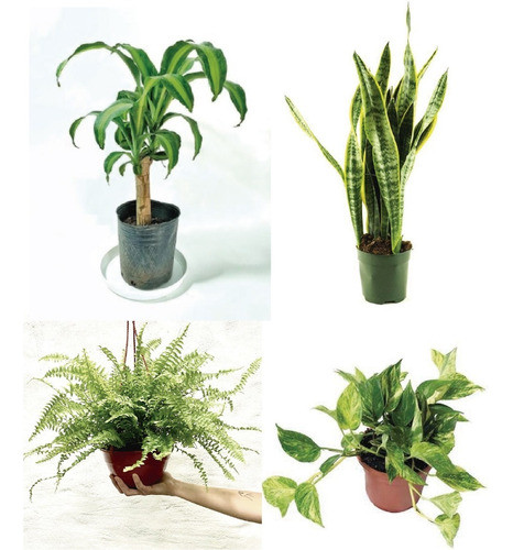 Plantas De Interior: Potus+palo De Agua+helecho+sansevieria 0