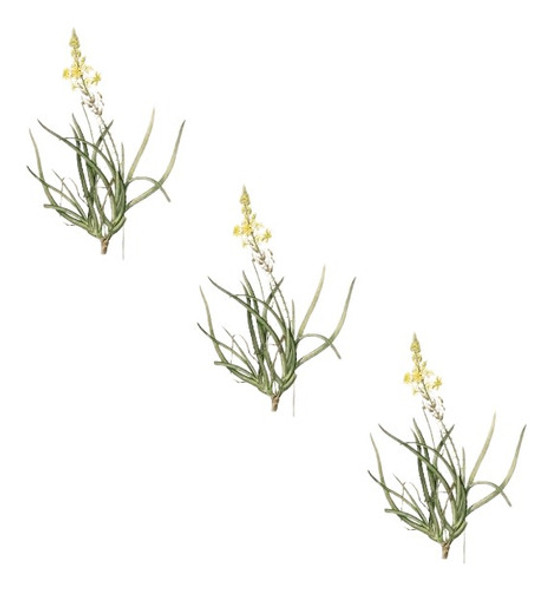 Plantin Bulbine Frutescens (x3 Bulbines) 0