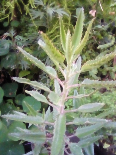 Vivero Cielo Verde Organico. Kalanchoe Daigremontiana 1
