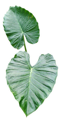Orejas De Elefante / Alocasia/ Plantas D Interior O Exterior 0