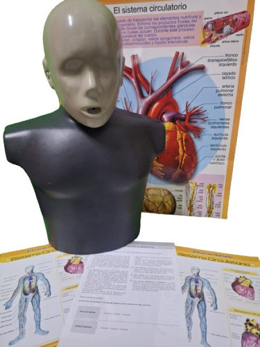 Rcp Torso Práctica  2 Colores, Con Lámina Sist. Circulatorio 0