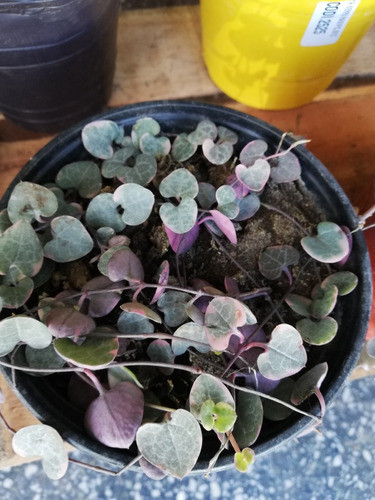 Planta Colgante Ceropegia 1