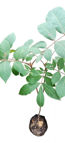 Nogales. Nuez Mariposa 0