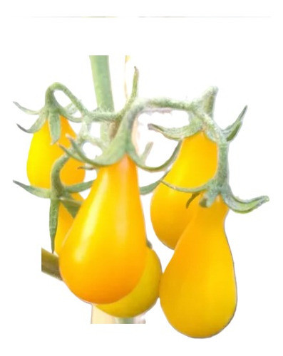 Sobre Para Sembrar 15 Plantas De Tomates Lagrimas De Oro 0