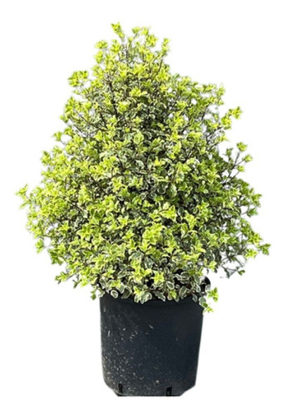 Pittosporum Tenuifolium Variegata (pittosporum Maggi) 0