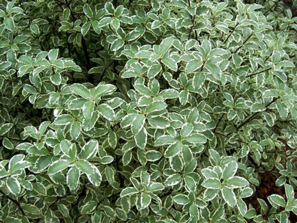 Pittosporum Tenuifolium Variegata (pittosporum Maggi) 1