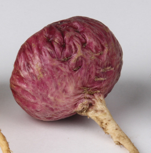 20 Sementes Maca Peruana Vermelha Lepidium Meyenii P/ Mudas 0