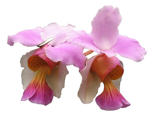 Orquídea  Vanda Tere 0