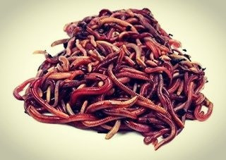 Lombrices Californianas 0