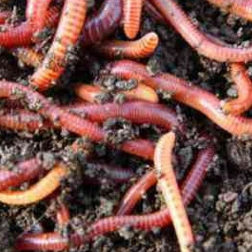 Lombrices Californianas 1