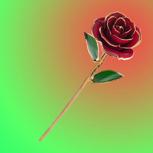 Rojo 12  Tallo Largo Real Rosa Estados Unidos Valentín Sumer 1