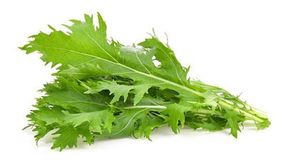 Sobre Para Sembrar 50 Plantas De Mizuna Verde Japonesa 0