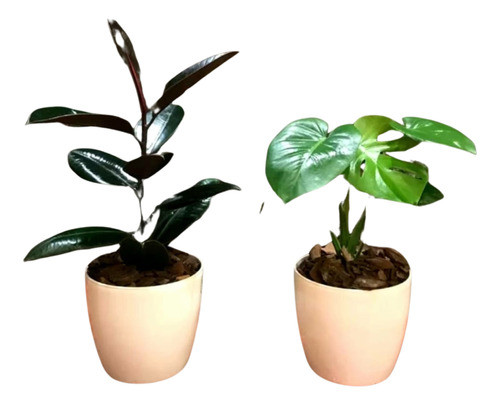 Ficus Elástica Y Monstera,costilla De Adán En Maceta Premium 0