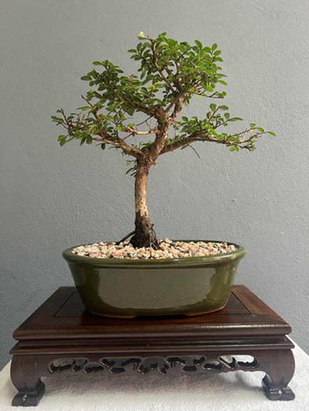 Bonsai Planta Olmo Chino 18 Años Maceta Esmaltada N4 1