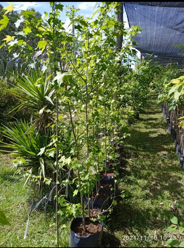 Árbol Liquidambar Envío Gratis 1
