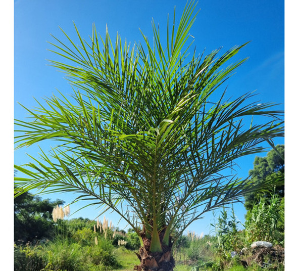 Palmera Fenix S/maceta 1