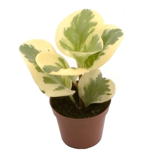 Planta Peperomia Variegada En Maceta 12 Deco Vintage 0