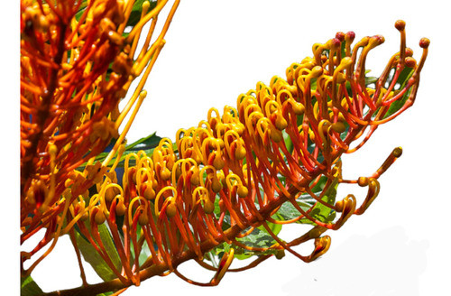 Gravillea Robusta, Roble Sedoso 0