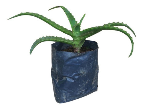 1 Muda De Babosa  (aloe Vera) - Planta Medicinal + Manual 0