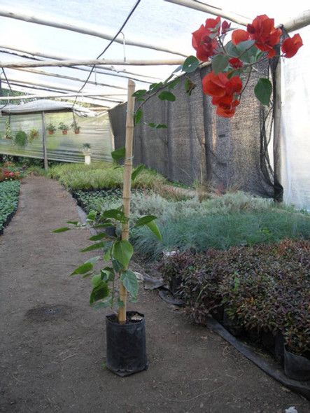 Planta De Santa Rita Trepadora 0 Planta De Santa Rita Trepadora 0