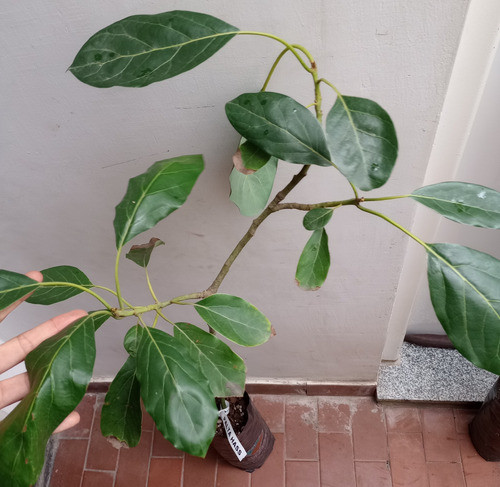 Árbol Palta Hass Injertada Oferta Retira Caba Y Envíos Pais 1