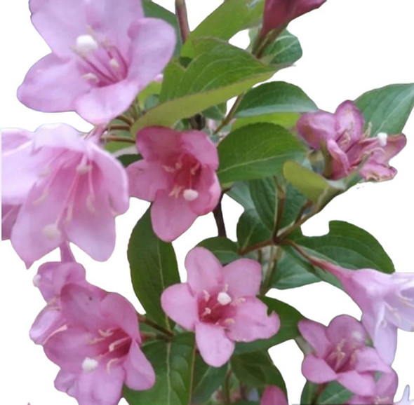 Planta Weigelia Florida 0 Planta Weigelia Florida 0