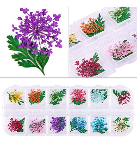 Kissbuty 2 Cajas De Flores Secas Para Decoración De Uñas, 24 0