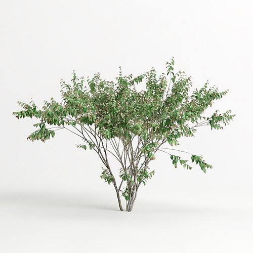 Planta De Árbol Fruta Nativa Pitanga Consulte Envio 0