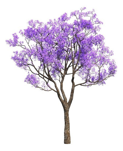Árbol Jacaranda 1.8m 0