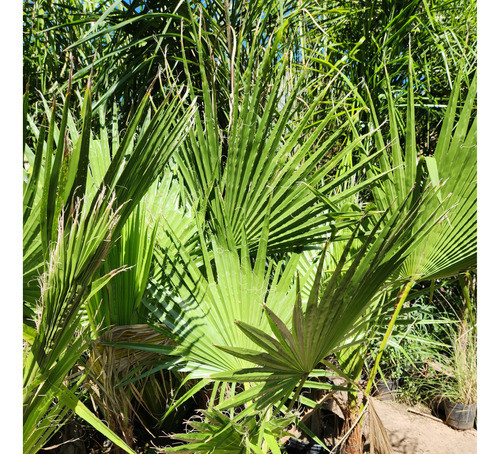 Palmera De Caifornia ! , Washingtonia Filífera Resistentes. 1