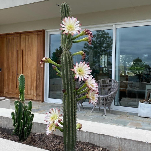 Cactus  Naturales, Enormes, Florecen Y Dan Fruto. 0