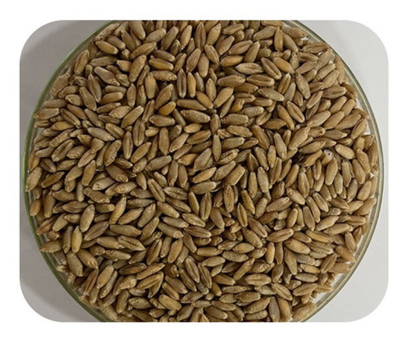 Sementes De Triticale - Caixa Com 3 Kg 0