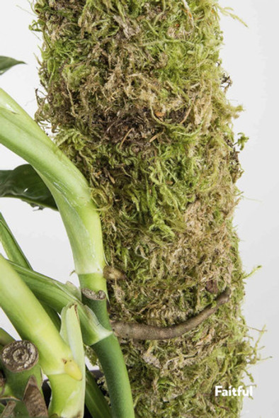 Tutor De Musgo Turba Sphagnum Para Plantas 160 Cm Pack X 6 1