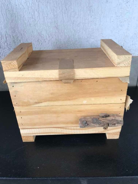 Abelha Sem Ferrão Mirim Preguiça 0